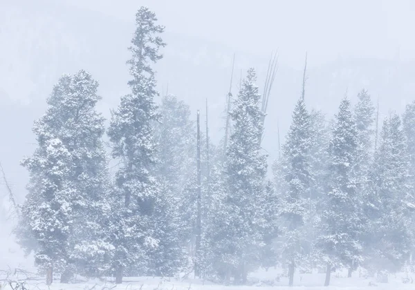 Yellowstone Ulusal Parkı Wyoming 'de kışın manzaralı bir kar manzarası.