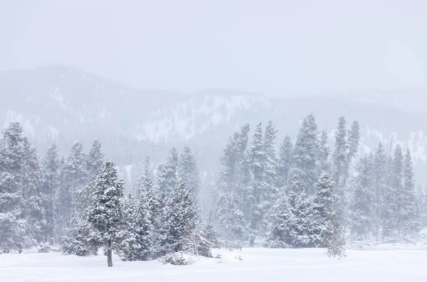 Malebná Zasněžená Krajina Yellowstonském Národním Parku Wyoming Zimě — Stock fotografie