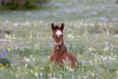 Yazın Montana 'daki Pryor Dağları' nda şirin bir at yavrusu.