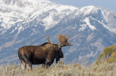 Wyoming 'deki sonbahar monotonluğu sırasında bir geyik.