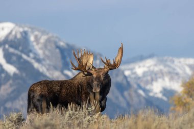 Wyoming 'deki sonbahar monotonluğu sırasında bir geyik.