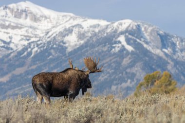 Wyoming 'deki sonbahar monotonluğu sırasında bir geyik.