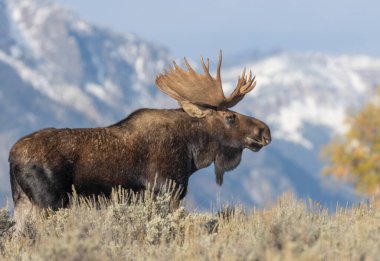 Wyoming 'deki sonbahar monotonluğu sırasında bir geyik.