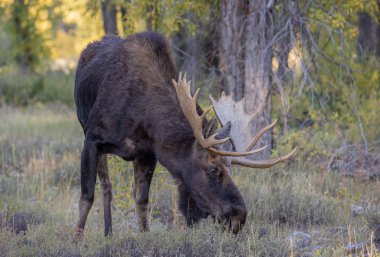 Grand Teton Ulusal Parkı Wyoming 'deki sonbahar monotonluğu sırasında bir boğa shiras geyiği.
