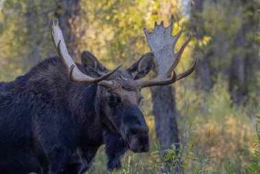 Grand Teton Ulusal Parkı Wyoming 'deki sonbahar monotonluğu sırasında bir boğa shiras geyiği.