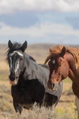 Wyoming çölünde sonbaharda vahşi atlar