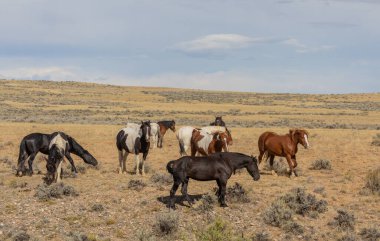 Wyoming çölünde sonbaharda vahşi atlar