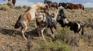 Wyoming çölünde sonbaharda vahşi atlar