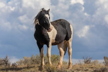 Sonbaharda Wyoming çölünde vahşi bir at.