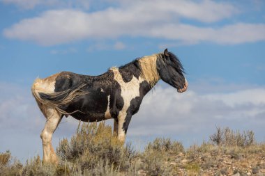 Sonbaharda Wyoming çölünde vahşi bir at.