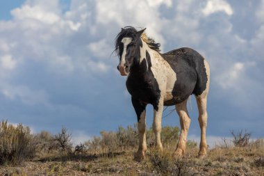 Sonbaharda Wyoming çölünde vahşi bir at.