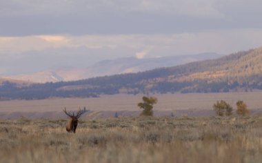 Wyoming 'deki sonbahar monotonluğu sırasında bir boğa geyiği.