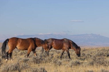 Wyoming çölünde sonbaharda vahşi atlar