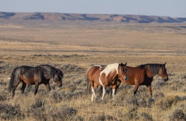 Wyoming çölünde sonbaharda vahşi atlar