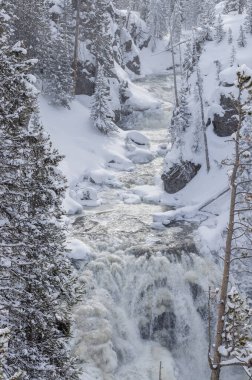 Yellowstone Ulusal Parkı Wyoming 'de kışın manzaralı bir kar manzarası.