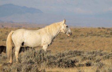 Sonbaharda Wyoming çölünde vahşi bir at.