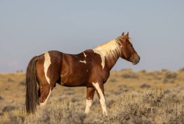 Sonbaharda Wyoming çölünde vahşi bir at.