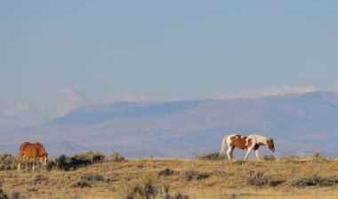Wyoming çölünde sonbaharda vahşi atlar