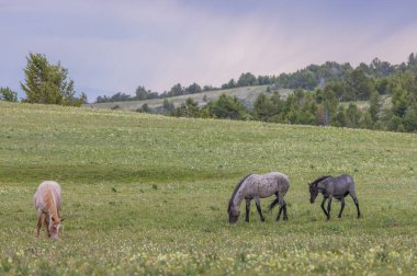 wild horses in summer in the Pryor Mountains Montana