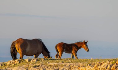 Yazın Montana 'daki Pryor Dağları' nda vahşi bir kısrak ve tay.