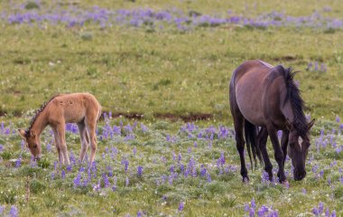 Yazın Montana 'daki Pryor Dağları' nda vahşi bir kısrak ve tay.
