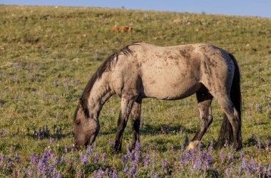 Yazın Montana 'daki Pryor Dağları' nda güzel vahşi bir at.
