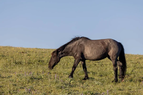 Beautiful Wild Horse Pryor Mountains Montana Summer — Stock Photo, Image