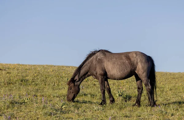Beautiful Wild Horse Pryor Mountains Montana Summer — Stock Photo, Image