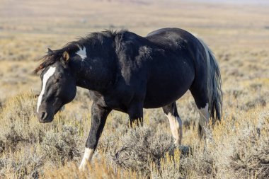 a beautiful wild horse in autumn in the Wyoming desert