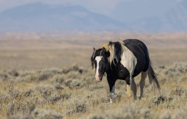 a beautiful wild horse in autumn in the Wyoming desert