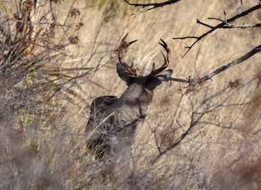 a buck coues whitetail deer during the rut in the Chiricahua Mountains Arizona