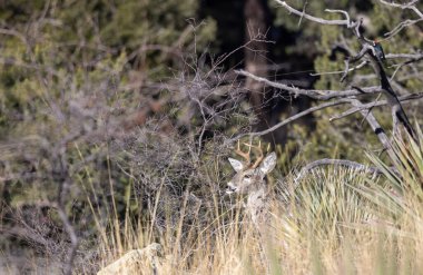 a buck coues whitetail deer during the rut in the Chiricahua Mountains Arizona