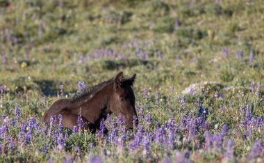 Yazın Montana 'daki Pryor Dağları' nda şirin bir at yavrusu.