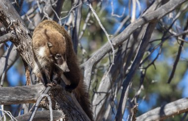 a white nosed coatimundi in the Chiricahua mountains Arizona