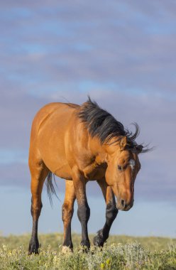 Yazın Montana 'daki Pryor Dağları' nda güzel vahşi bir at.
