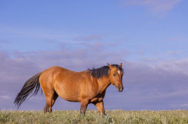 Yazın Montana 'daki Pryor Dağları' nda güzel vahşi bir at.