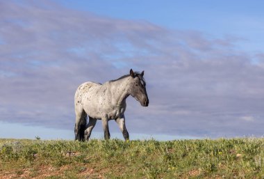 Yazın Montana 'daki Pryor Dağları' nda güzel vahşi bir at.