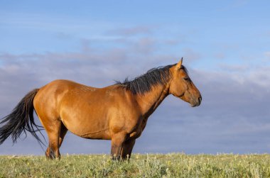Yazın Montana 'daki Pryor Dağları' nda güzel vahşi bir at.