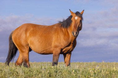 Yazın Montana 'daki Pryor Dağları' nda güzel vahşi bir at.
