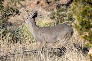 a coues whitetail deer buck in the Chiridcahua Mountains Arizona in winter