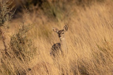 Arizona 'daki Chiricahua Dağları' nda beyaz kuyruklu geyik geyiği.