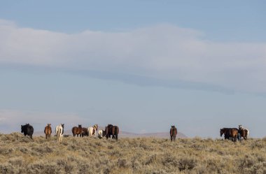 Wyoming çölünde sonbaharda vahşi atlar