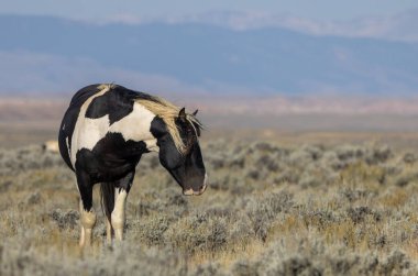 a wild horse in autumn in the Wyoming desert
