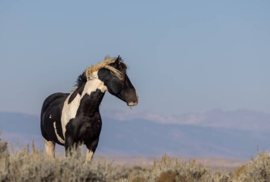 a wild horse in autumn in the Wyoming desert