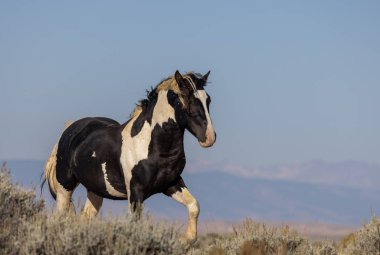 a wild horse in autumn in the Wyoming desert