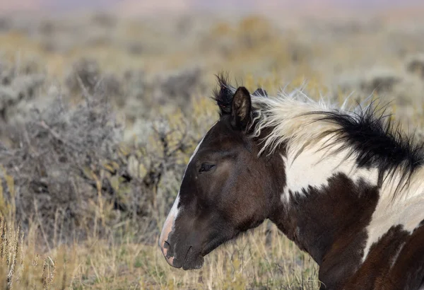 Wild Horse Autumn Wyoming Desert — Stock Photo, Image