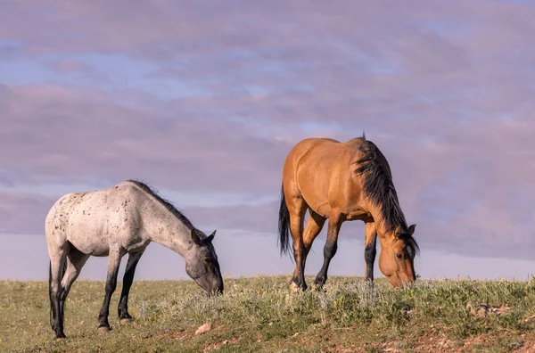 Beautiful Wild Horses Pryor Mountains Montana Summer — Stock Photo, Image