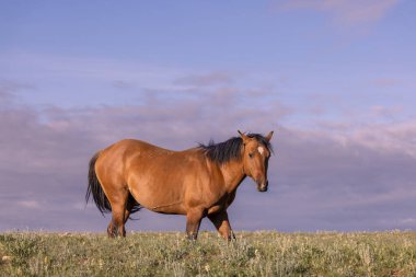 wild horse in summer in the Pryor Mountains Montana