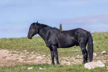 wild horse in summer in the Pryor Mountains Montana