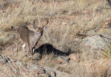 a buck coues whitetail deer in the Chiricahua Mountains Arizona
